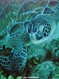 Green Turtle portrait by Lisa Hinderlider 
